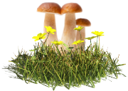 Pour son bien-être : Champis adaptogènes et herbe