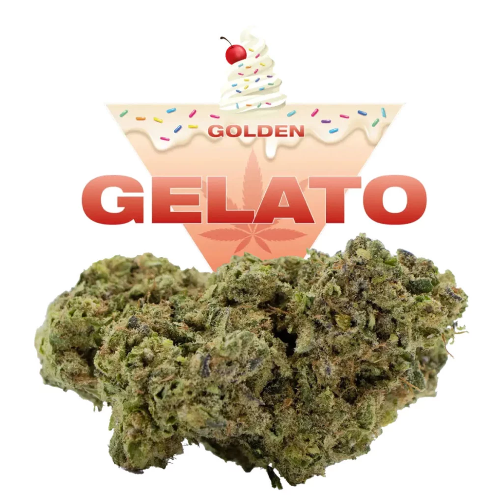 Golden GELATO CBD Golden GELATO CBD pour ceux qui recherchent une détente douce tout en conservant une clarté d'esprit.