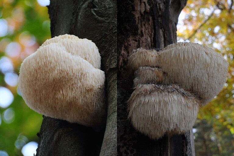 Lion's Mane (Hericium erinaceus)
