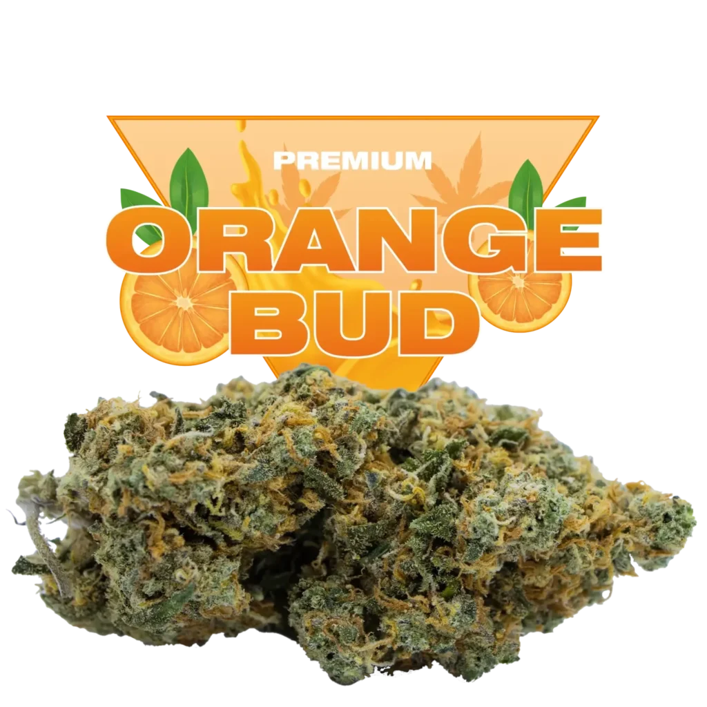 Orange Bud CBD : La légende revient, plus savoureuse que jamais