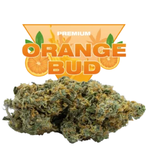 Orange Bud CBD La legende revient plus savoureuse que jamais Orange Bud CBD : La légende revient, plus savoureuse que jamais