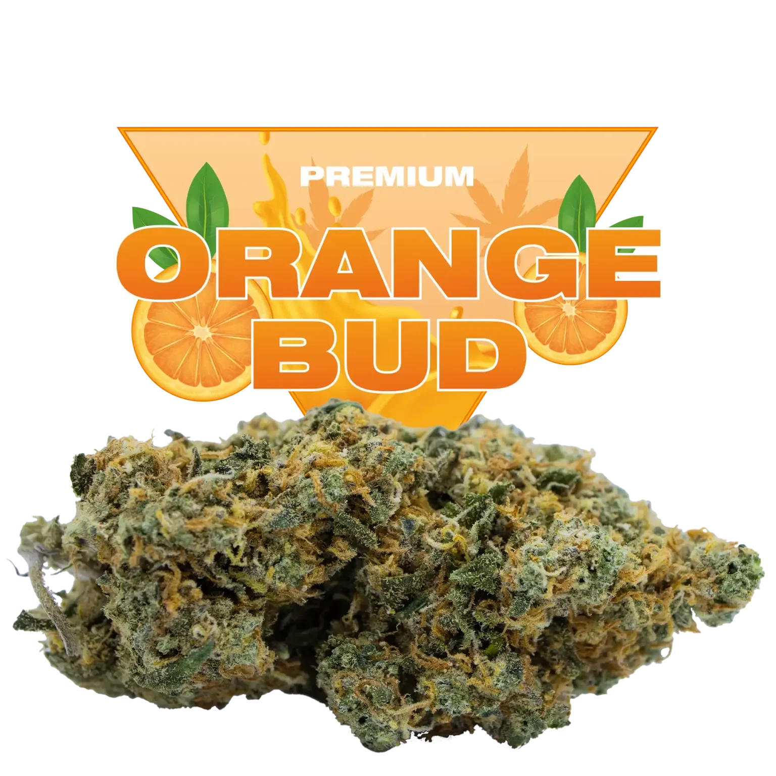 Orange Bud CBD : La légende revient, plus savoureuse que jamais