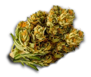 bud de hasch